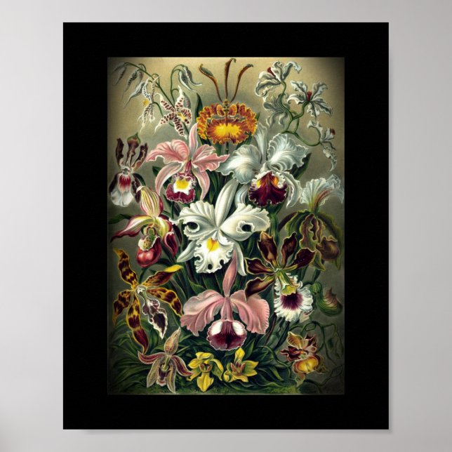 Orchid Botanical Print Poster (Framsidan)