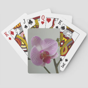 Orchid Casinokort