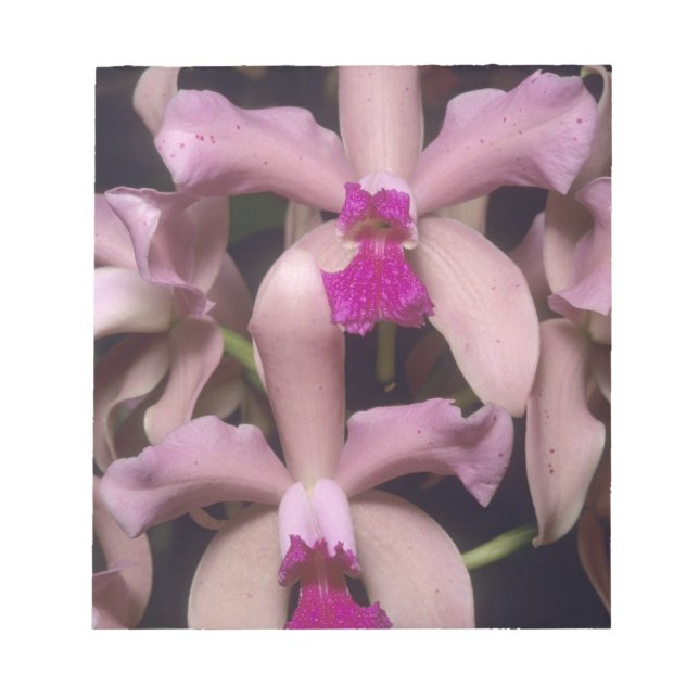 Orchid, (Cattleya amethystoglossa), Östra Anteckningsblock (Framsida)