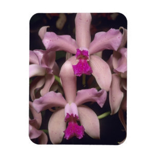 Orchid, (Cattleya amethystoglossa), Östra Magnet