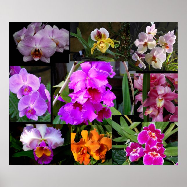Orchid Collage Poster (Framsidan)