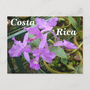Orchid - Costa Ricas nationalblomma Vykort