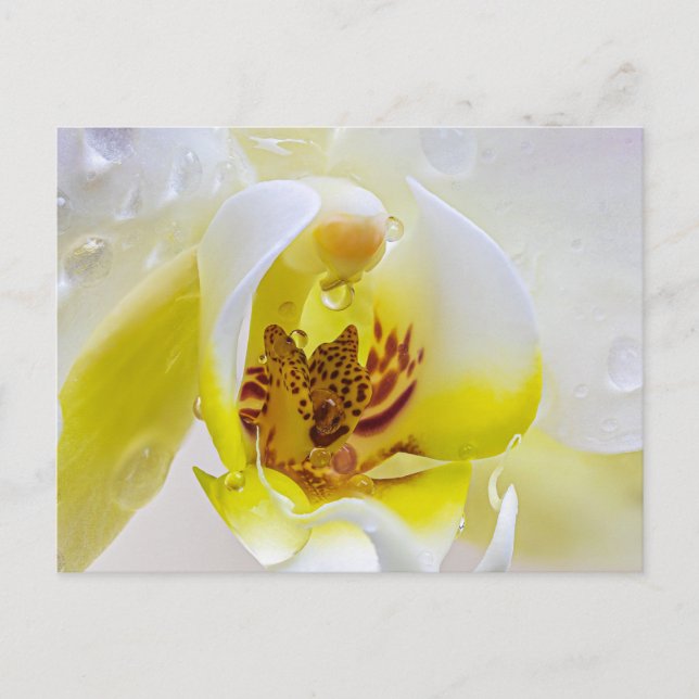 Orchid Dew Vykort (Framsida)