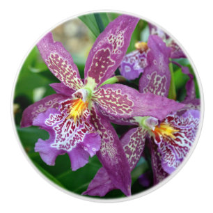 Orchid Drawing Knopp