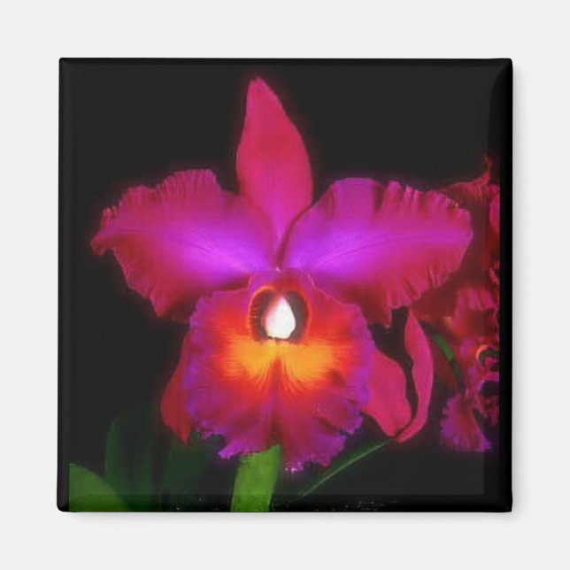 Orchid Dream Magnet (Framsidan)