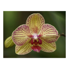Orchid Elegance Fototryck