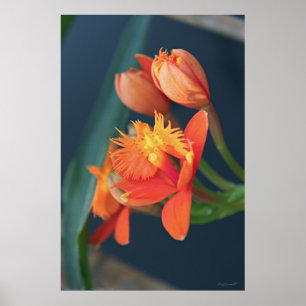 Orchid Epi-Orange Poster -40 x 60 -andra storlekar
