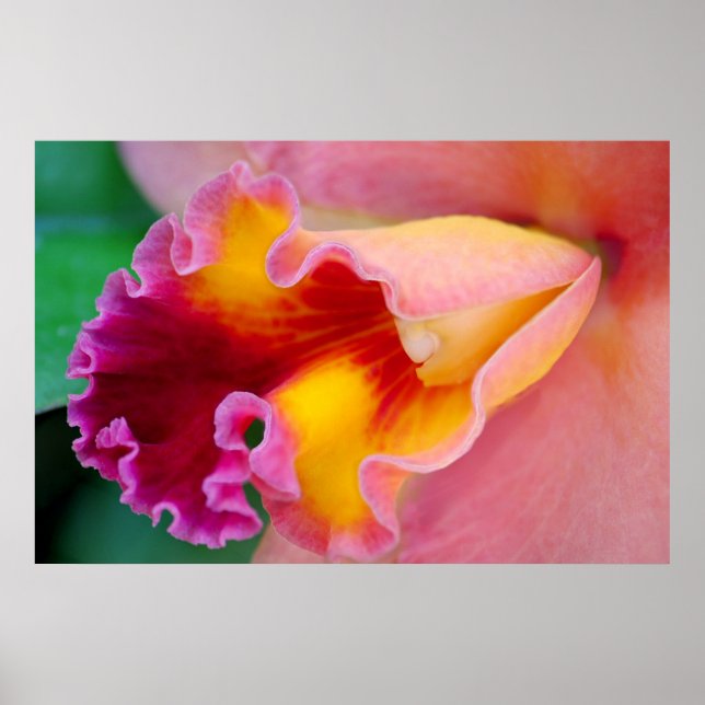 Orchid Färg Poster (Framsidan)