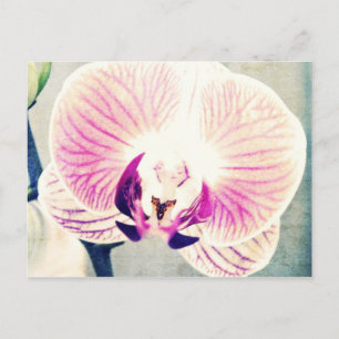 Orchid Färg Vykort