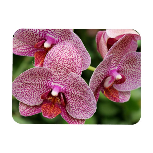 Orchid Flexible Magnet (Horisontell)
