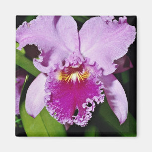 Orchid flöde för cattleyatrianae (michaelangelo magnet
