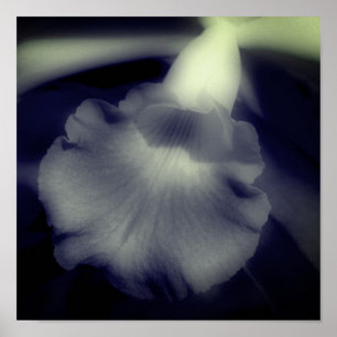 Orchid Flower Close Up Black and White Poster