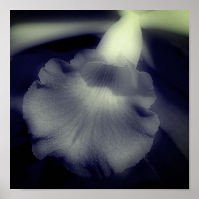 Orchid Flower Close Up Black and White Poster (Framsidan)