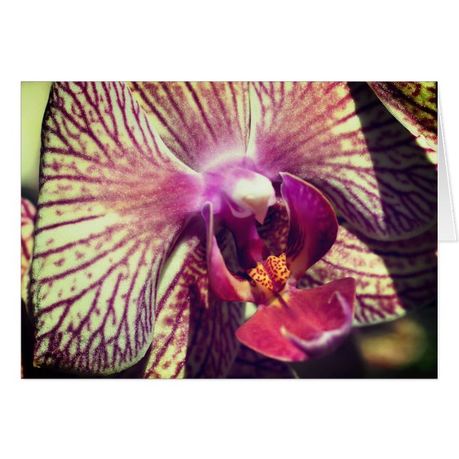 Orchid Flower Close Up Photography Note Card OBS Kort (Framsidan Horizontal)