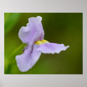 Orchid Flower, liten Lila Vild Poster