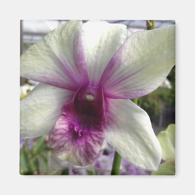 Orchid Flower Magnet (Framsidan)