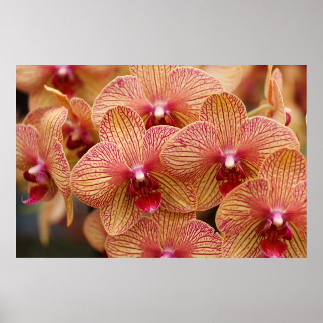 Orchid Flower Poster (Framsidan)