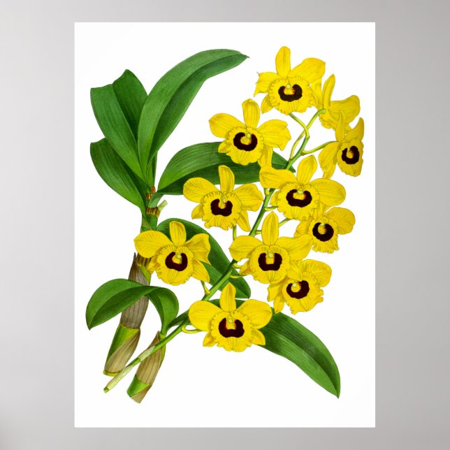 Orchid Flower - Poster vintage Gult (Framsidan)