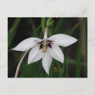 Orchid Flower vycard Vykort