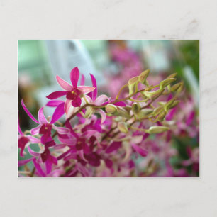 Orchid Flower Vykort