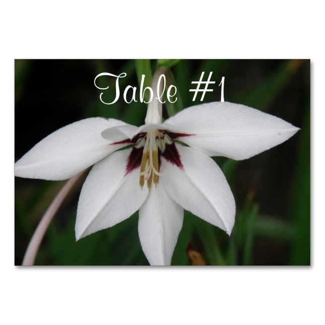 Orchid Flowers Bordsnummer (Framsidan)