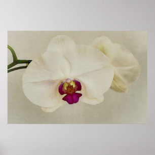 Orchid Flowers Close Art Poster