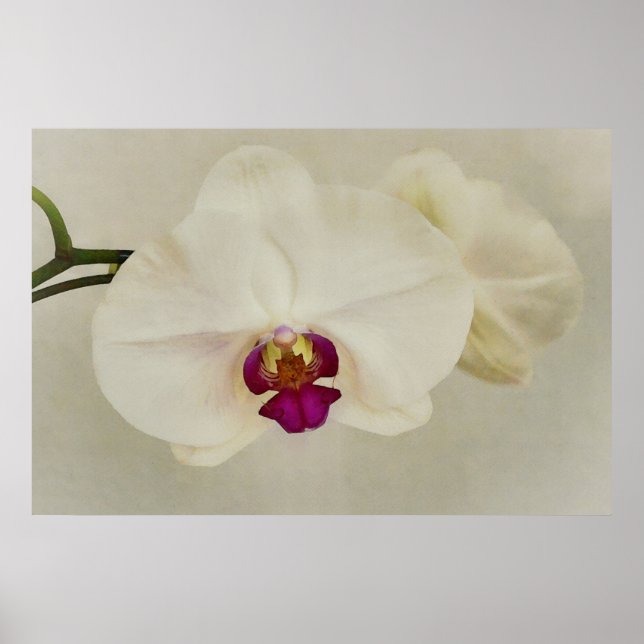 Orchid Flowers Close Art Poster (Framsidan)