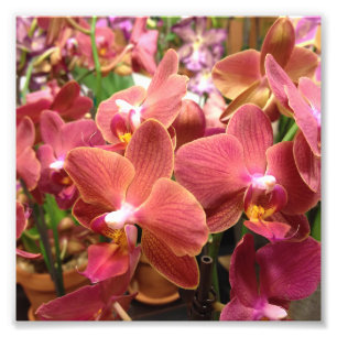Orchid Flowers Foton