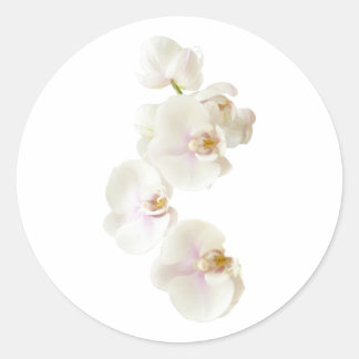 Orchid Flowers Runt Klistermärke