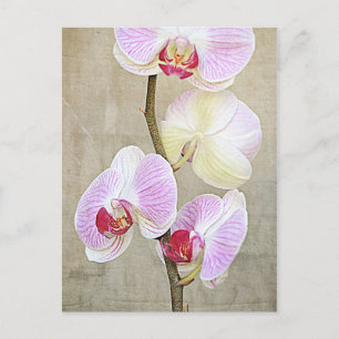 Orchid Flowers-vykort Vykort