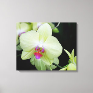 Orchid för Grönt av gult Canvastryck