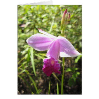 Orchid för vild - Anpassad OBS Kort