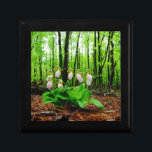 Orchid för vild för häftklammermatare för rosa dam smyckeskrin<br><div class="desc">Foto för Orchid för vild för häftklammermatare för rosa dam vid sandiga Closs som tas på sjöarrowheaden Ga. Ljust - den rosa häftklammermataren formar med mörkare rosa åder. Den fann växande vilden i skogen, under någon skogsmark för vår för sympati för natur för bröllop för orchids för blomma för grästrädrosor...</div>