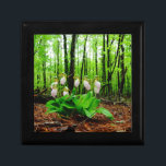 Orchid för vild för häftklammermatare för rosa dam smyckeskrin<br><div class="desc">Foto för Orchid för vild för häftklammermatare för rosa dam vid sandiga Closs som tas på sjöarrowheaden Ga. Ljust - den rosa häftklammermataren formar med mörkare rosa åder. Den fann växande vilden i skogen, under någon skogsmark för vår för sympati för natur för bröllop för orchids för blomma för grästrädrosor...</div>