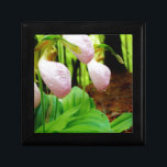 Orchid för vild för häftklammermatare för rosa dam smyckeskrin<br><div class="desc">Foto för Orchid för vild för häftklammermatare för rosa dam vid sandiga Closs som tas på sjöarrowheaden Ga. Ljust - den rosa häftklammermataren formar med mörkare rosa åder. Den fann växande vilden i skogen, under någon skogsmark för vår för sympati för natur för bröllop för orchids för blomma för grästrädrosor...</div>