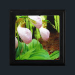 Orchid för vild för häftklammermatare för rosa dam smyckeskrin<br><div class="desc">Foto för Orchid för vild för häftklammermatare för rosa dam vid sandiga Closs som tas på sjöarrowheaden Ga. Ljust - den rosa häftklammermataren formar med mörkare rosa åder. Den fann växande vilden i skogen, under någon skogsmark för vår för sympati för natur för bröllop för orchids för blomma för grästrädrosor...</div>