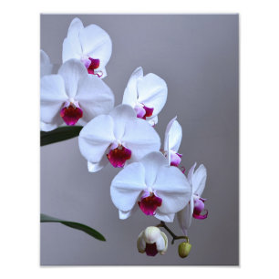 Orchid Fototryck