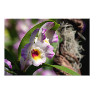 Orchid Fototryck