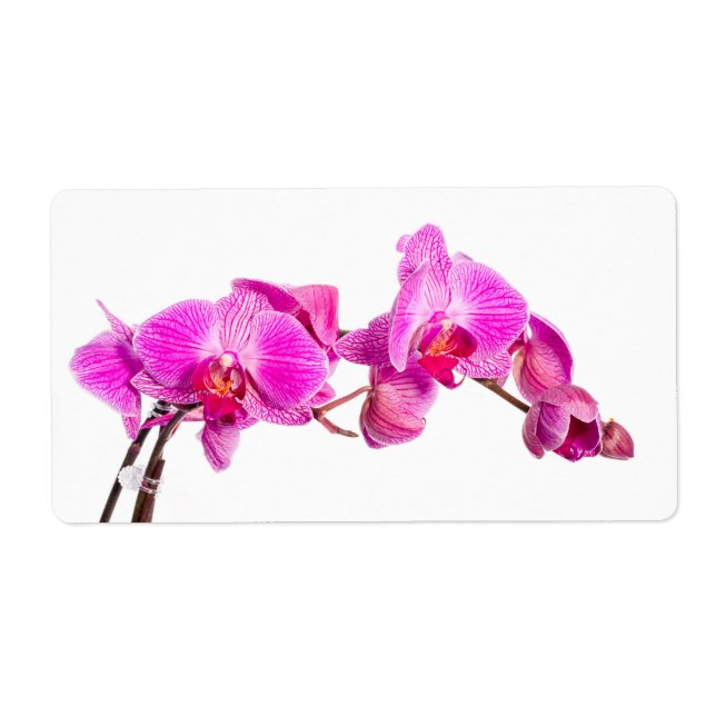 Orchid Fraktsedel (Framsidan)