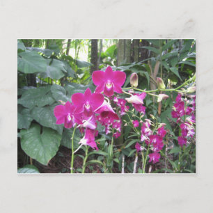 Orchid Garden,Singapore Vykort
