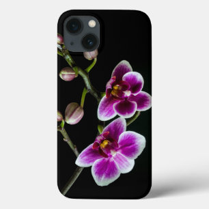 Orchid gren rosa vit färg på svart blek