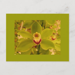 Orchid Grönt Cymbidium Vykort