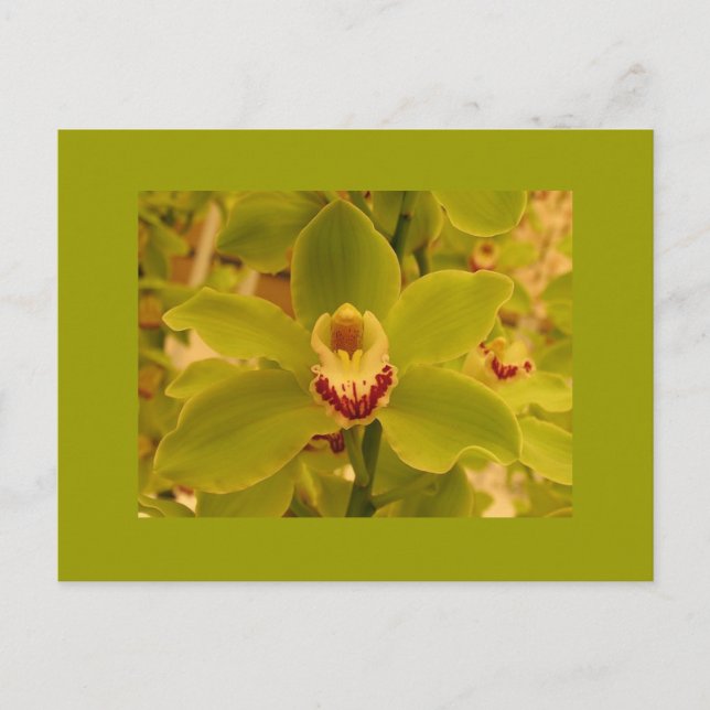 Orchid Grönt Cymbidium Vykort (Framsida)