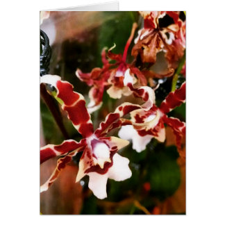 Orchid Hälsningskort