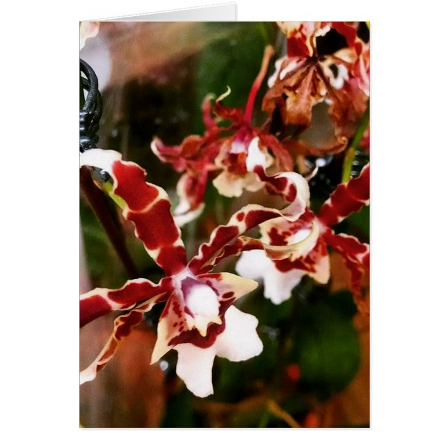 Orchid Hälsningskort (Framsidan)