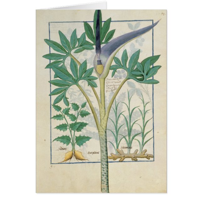 Orchid Hälsningskort (Framsidan)