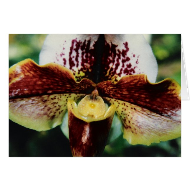 Orchid Hälsningskort (Framsidan Horizontal)