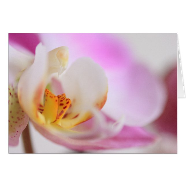 Orchid Hälsningskort (Framsidan Horizontal)