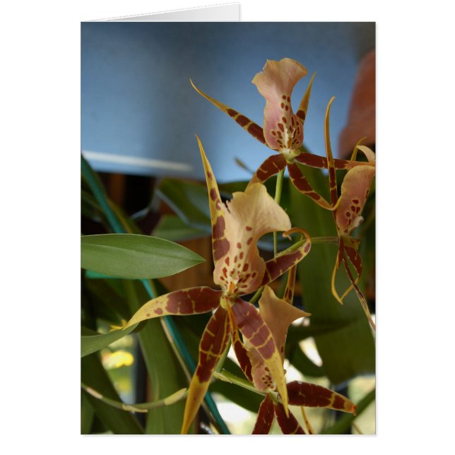 Orchid Hälsningskort (Framsidan)