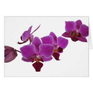 Orchid Hälsningskort